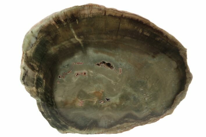 Triassic Petrified Wood (Woodworthia) Slab - Zimbabwe #78883